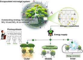 Layer-specific photo-metabolic specialization of encapsulated microalgae: A strategy for synchronous multi-nitrogen elimination from wastewater