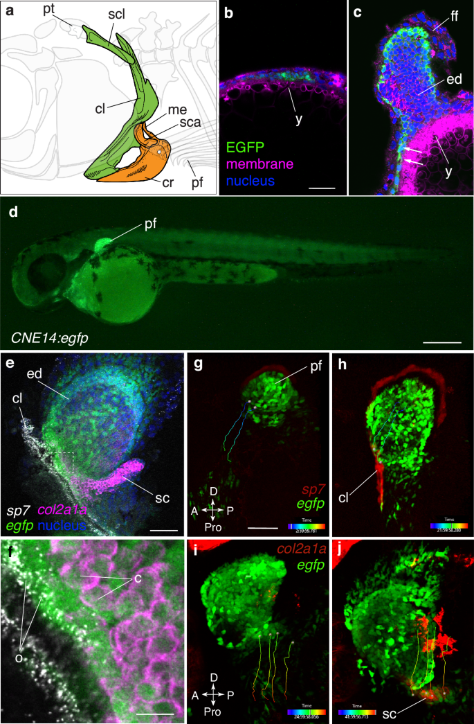 Distinct ossification trade-offs illuminate the shoulder girdle reconfiguration at the water-to-land transition