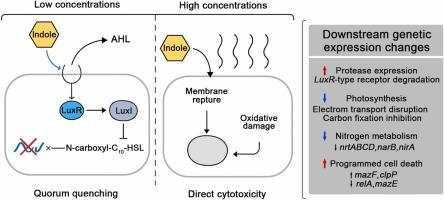 Indole competitively inhibits quorum sensing and triggers oxidative stress to suppress Microcystis blooms