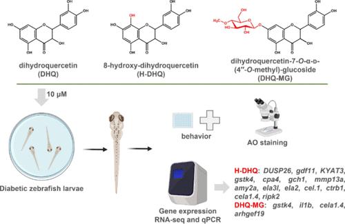 Transcriptomic and Weighted Gene Coexpression Network Analyses Reveal Superior Multitarget Mechanisms of Dihydroquercetin Derivatives over Dihydroquercetin in Alleviating Energy Metabolism and Neurological Disorders in Diabetic Zebrafish