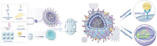 Biomimetic Liposomes for G-Protein-Coupled Receptor 120 Exo/Endogenous Coactivation to Reprogram Lipid Metabolism in Obesity-Associated Osteoarthritis