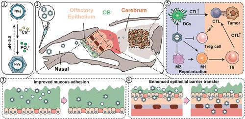 Enhanced Nano-Vaccine Utilizing Biomineralized Virus-like Particles for Efficient Glioblastoma Immunotherapy via the Nose-To-Brain Delivery Pathway