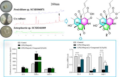 Sorbicillalanines A and B, Two [6,5,6] Hybrid-Sorbicillinoid Alkaloids from Deep-Sea-Derived Penicillium sp. Co-Cultured with Sponge-Derived Setosphaeria sp.