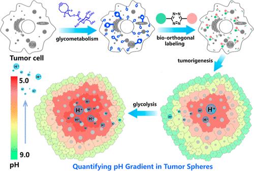 A Tetrazine-Based Ratiometric Sensor Quantifying pH Gradient in Tumorspheres through Bio-Orthogonal Labeling
