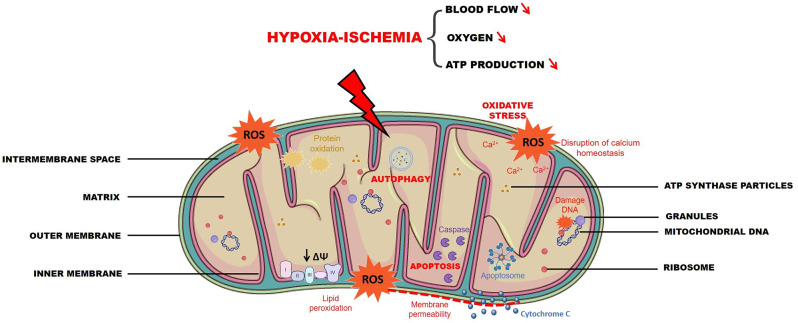 Hypoxia-ischemia and sexual dimorphism: modeling mitochondrial dysfunction using brain organoids.