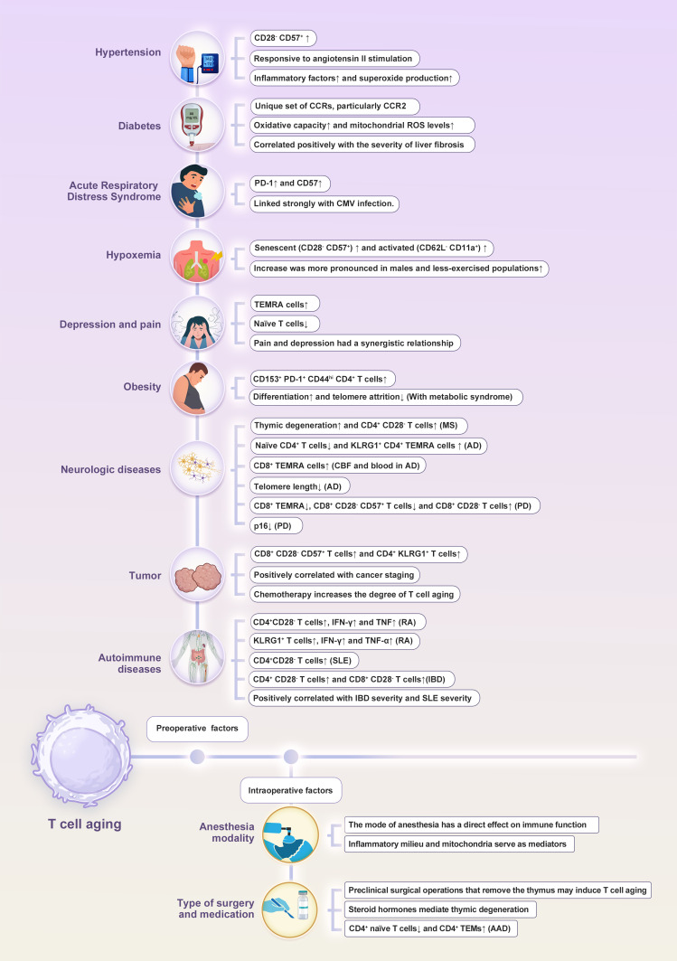 T Cell Aging: An Important Target for Perioperative Immunomodulation.