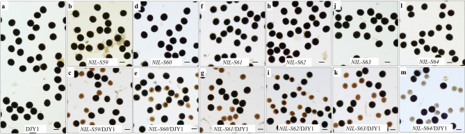 Identification and Genetic Analysis of Collinearity Loci for Interspecific Hybrid Sterility in Genus Oryza.