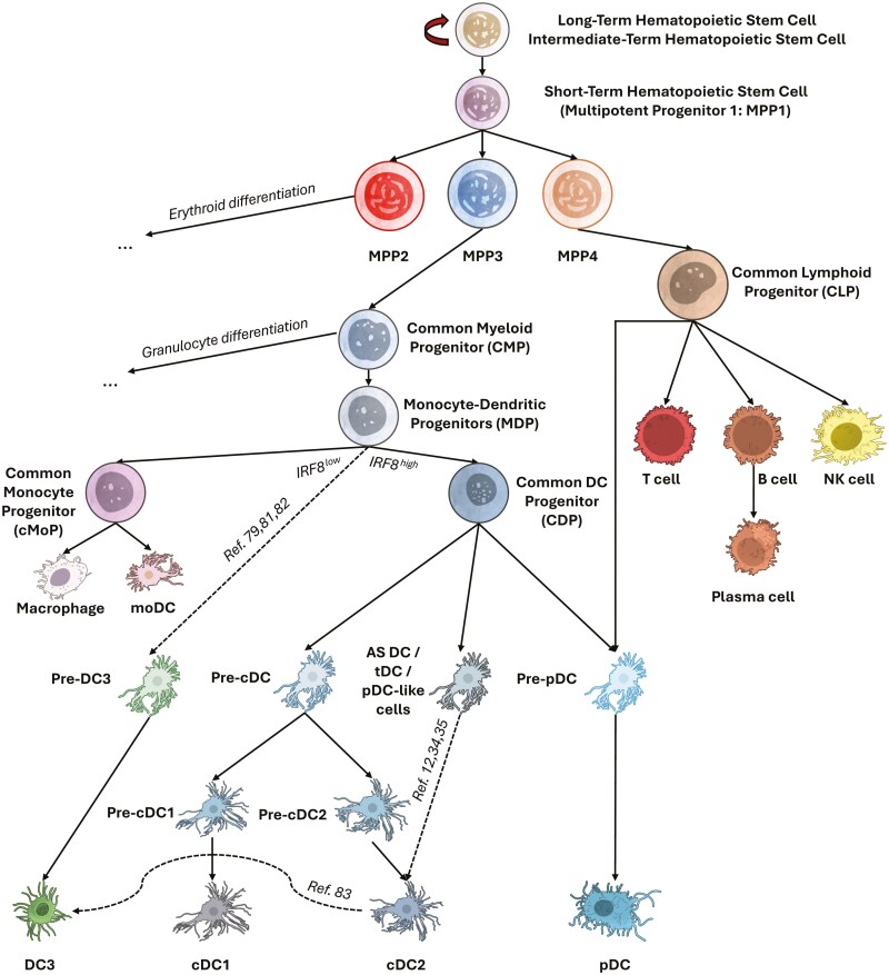 Comparing DC subsets in solid tumors: what about DC3s?
