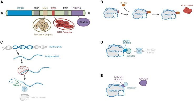Targeting FANCM using the antisense oligonucleotides to treat the ALT-positive cancers.