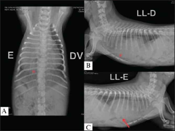Peritoneo pericardial hernioplasty in a 2-month-old Shih Tzu.