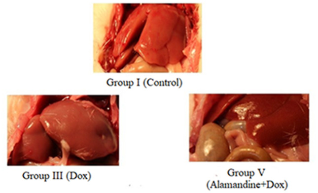 Protective effects of Alamandine against doxorubicin-induced liver injury in rats.