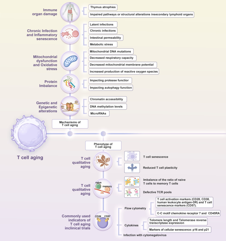 T Cell Aging: An Important Target for Perioperative Immunomodulation.