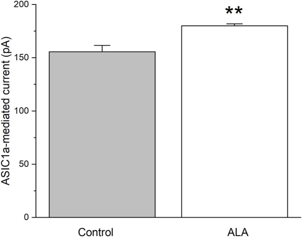 α-linolenic acid-induced facilitation of GABAergic synaptic transmission is mediated via acid-sensing ion channel (ASIC1a) activity in the basolateral amygdala.