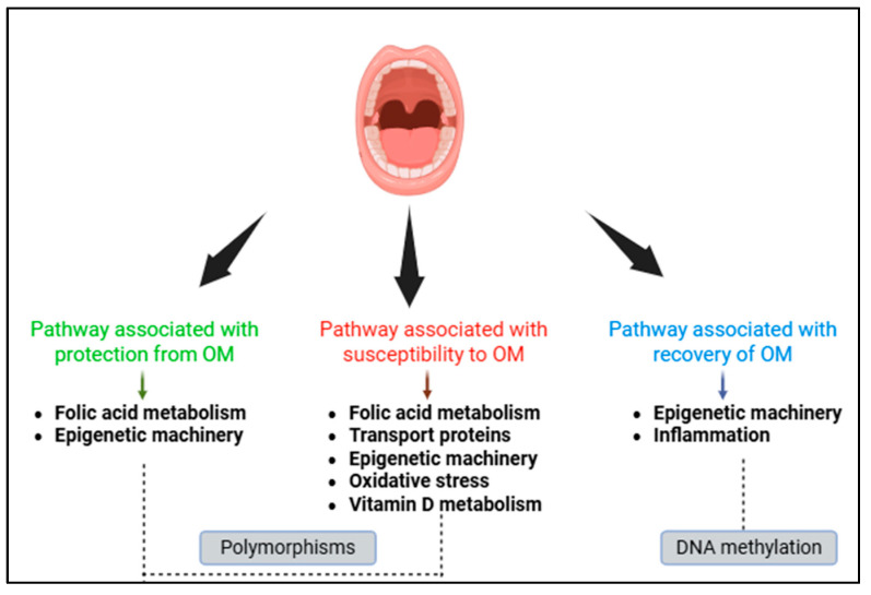 Genetics and Epigenetics of Chemoinduced Oral Mucositis in Paediatric Patients with Haematological Malignancies-A Review.