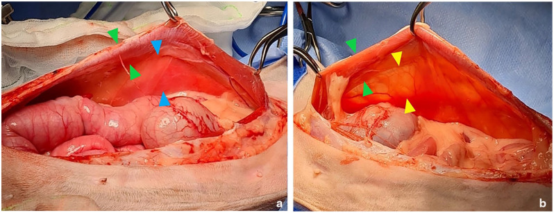 Acute non-traumatic abdominal pseudoherniation in a geriatric cat.
