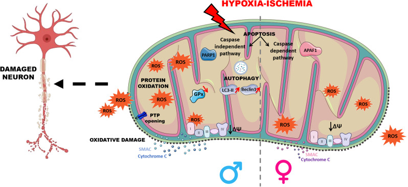 Hypoxia-ischemia and sexual dimorphism: modeling mitochondrial dysfunction using brain organoids.