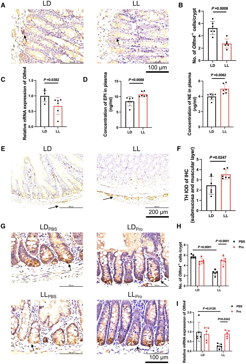 Long-term exposure to constant light disrupts intestinal stem cells through sympathoexcitation-induced Wnt5a signaling inhibition.