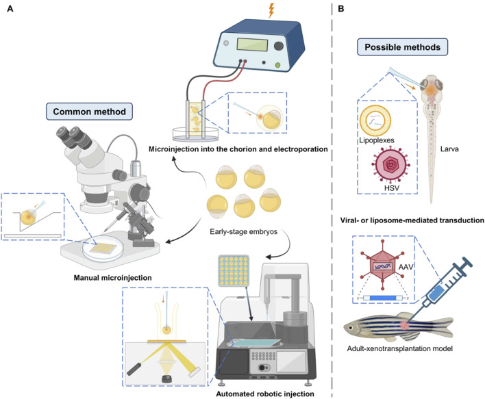 Base editors in zebrafish: a new era for functional genomics and disease modeling.