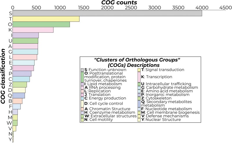 Nuclear genome assembly of Leucinodes orbonalis (Lepidoptera: Crambidae) collected from the Philippines.