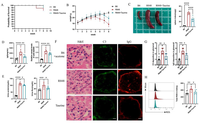 Taurine corrects lupus CD4<sup>+</sup> T cell imbalance through inhibition of mTORC1 signaling.