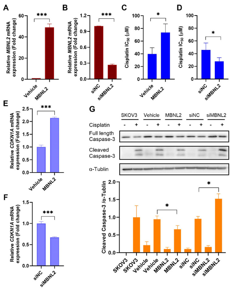 MBNL2 enhances cisplatin resistance by regulating apoptosis in ovarian cancer cells.