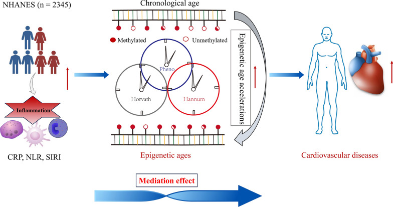 Epigenetic age acceleration mediates the association between low-grade systemic inflammation and cardiovascular diseases: insight from the NHANES 1999-2002.