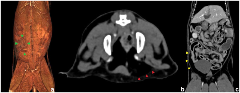 Acute non-traumatic abdominal pseudoherniation in a geriatric cat.