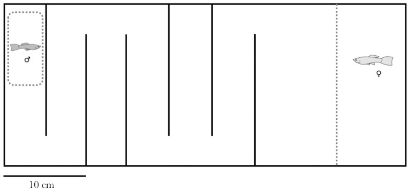 Abstract Image