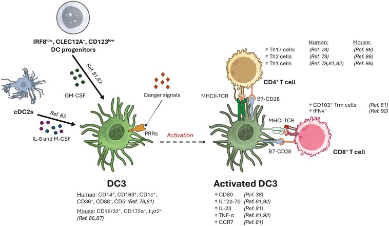 Comparing DC subsets in solid tumors: what about DC3s?