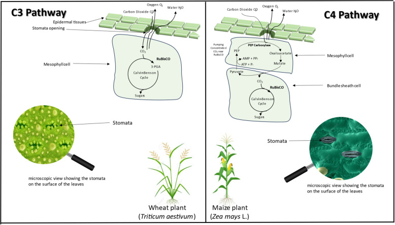 Current impacts of elevated CO<sub>2</sub> on crop nutritional quality: a review using wheat as a case study.