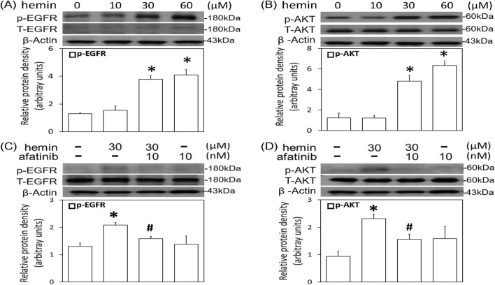 Involvement of EGFR-AKT signaling in hemin-induced neurotoxicity.