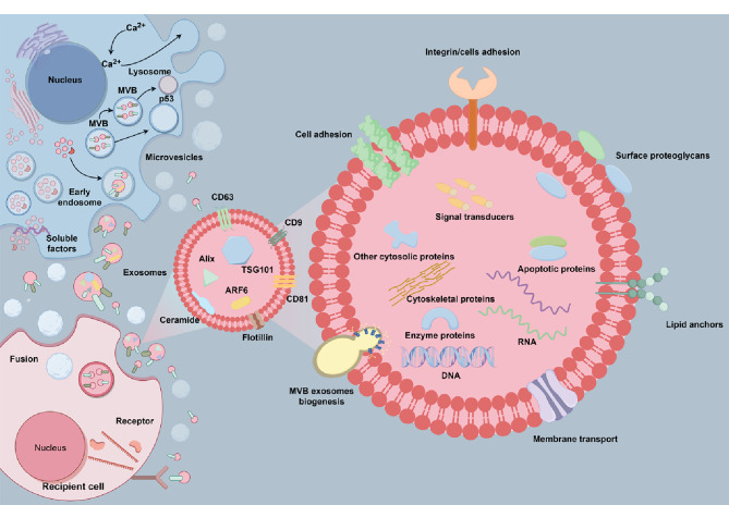[Exosome separation and analysis based on microfluidics technology and its clinical applications].