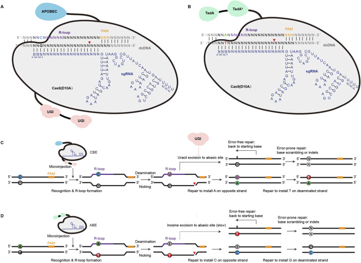 Base editors in zebrafish: a new era for functional genomics and disease modeling.
