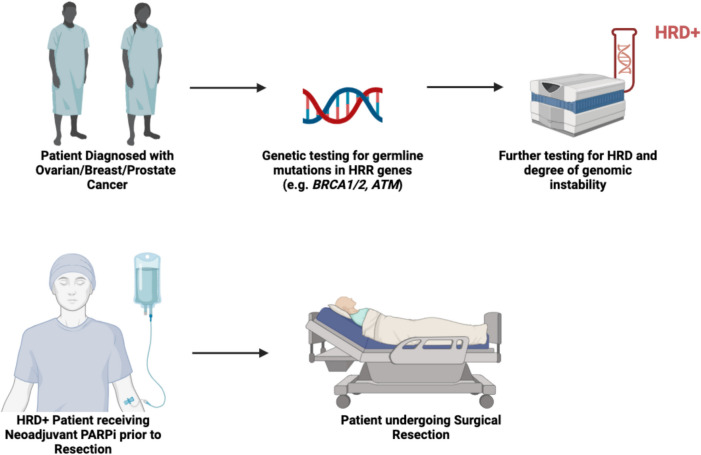 PARP Inhibitors in the Neoadjuvant Setting; A Comprehensive Overview of the Rationale for their Use, Past and Ongoing Clinical Trials.