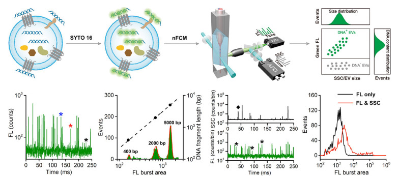 [Progress and prospect of separation and analysis of single-cell and single-particle exosomes].