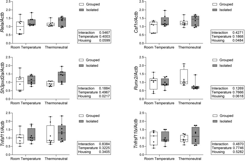 Thermoneutral housing has limited effects on social isolation-induced bone loss in male C57BL/6J mice.