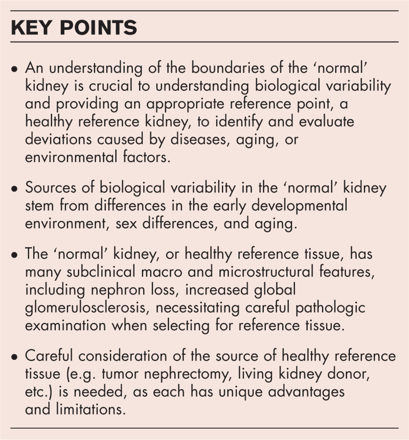 The boundaries of normal kidney tissue for biomedical research.