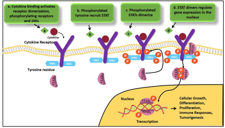 JAK-STAT Signaling in Autoimmunity and Cancer.
