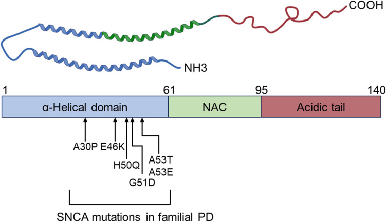 Exploring α-Syn's Functions Through Ablation Models: Physiological and Pathological Implications.