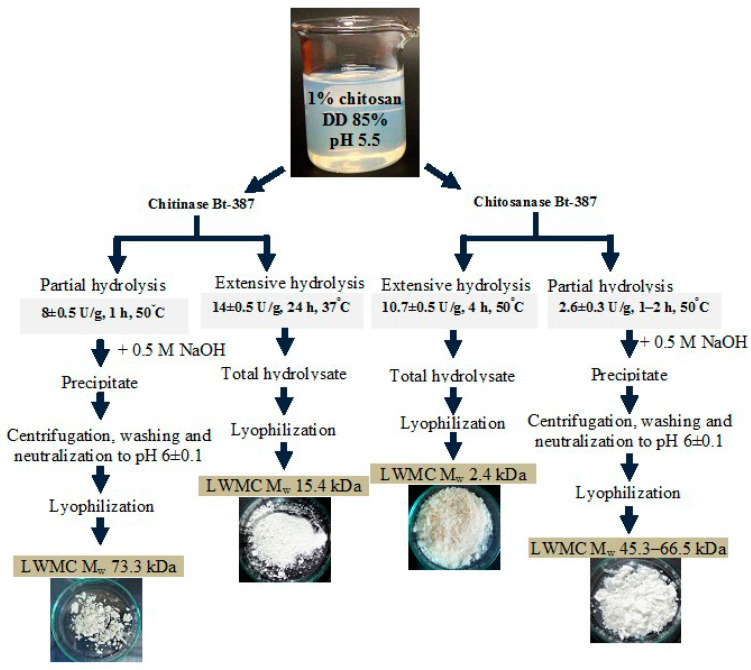 Comparative Potential of Chitinase and Chitosanase from the Strain <i>Bacillus thuringiensis</i> B-387 for the Production of Antifungal Chitosan Oligomers.