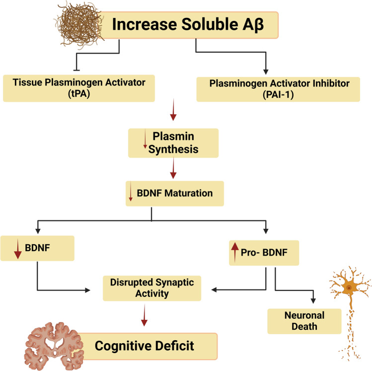 Unlocking Alzheimer's Disease: The Role of BDNF Signaling in Neuropathology and Treatment.