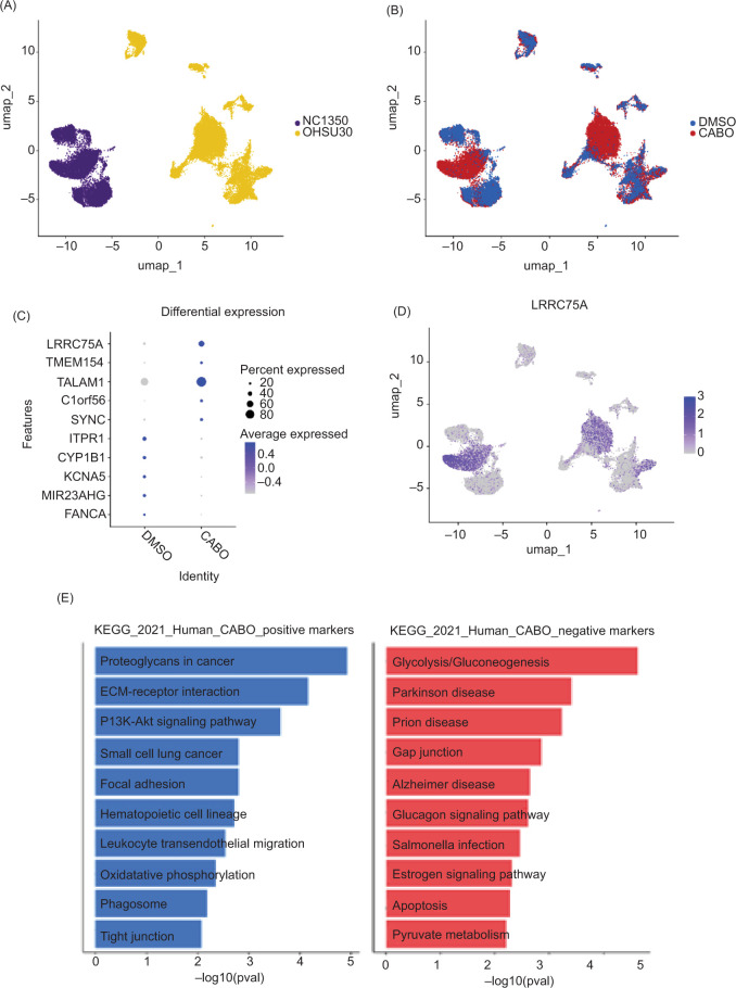 Cabozantinib-Exposed Renal Cell Carcinoma Organoids Suggest Transcriptomic Associations with Treatment Resistance in Clear Cell and Nonclear Cell Tumors.