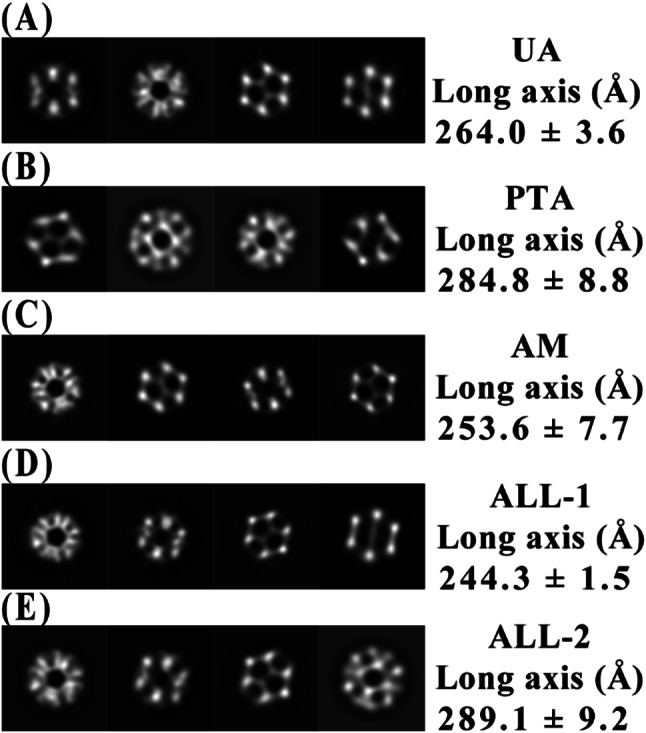 Technical approaches of 3D reconstruction from protein complex using the mixture of differently stained images: providing suggestive evidence for improving its resolution