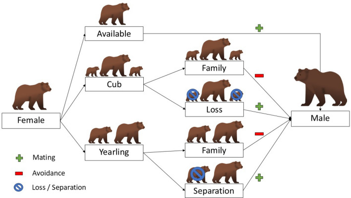 Flexibility in female spatiotemporal behavioral tactics to counter infanticide risk during the mating season.