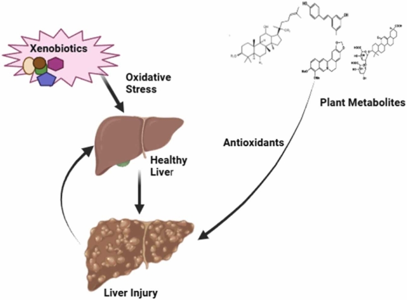 Liver disorders and phytotherapy.