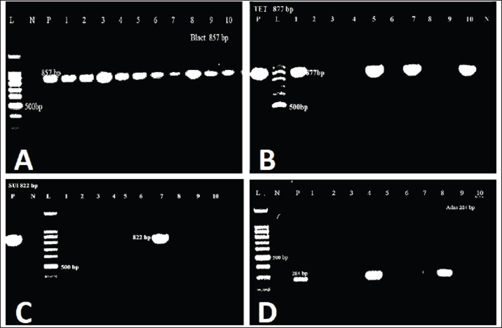 Isolation and molecular identification of multidrug-resistant <i>Escherichia coli</i> strains isolated from mastitic cows in Egypt.