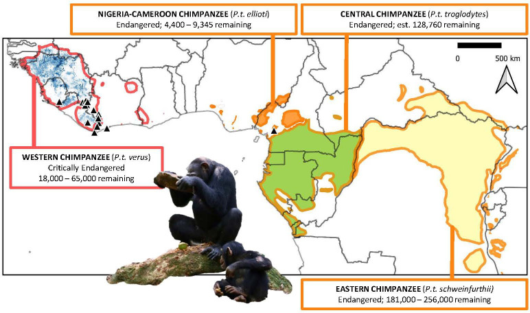 Concerted conservation actions to support chimpanzee cultures.