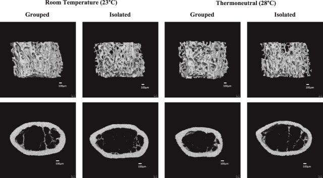 Thermoneutral housing has limited effects on social isolation-induced bone loss in male C57BL/6J mice.