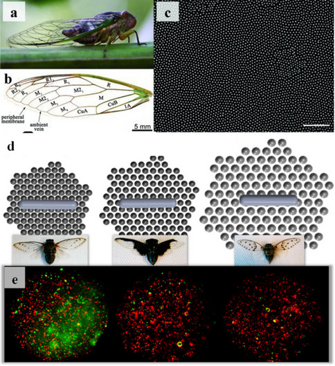 Comprehensive review of bacterial death mechanism on nanopillared nanostructured surfaces.