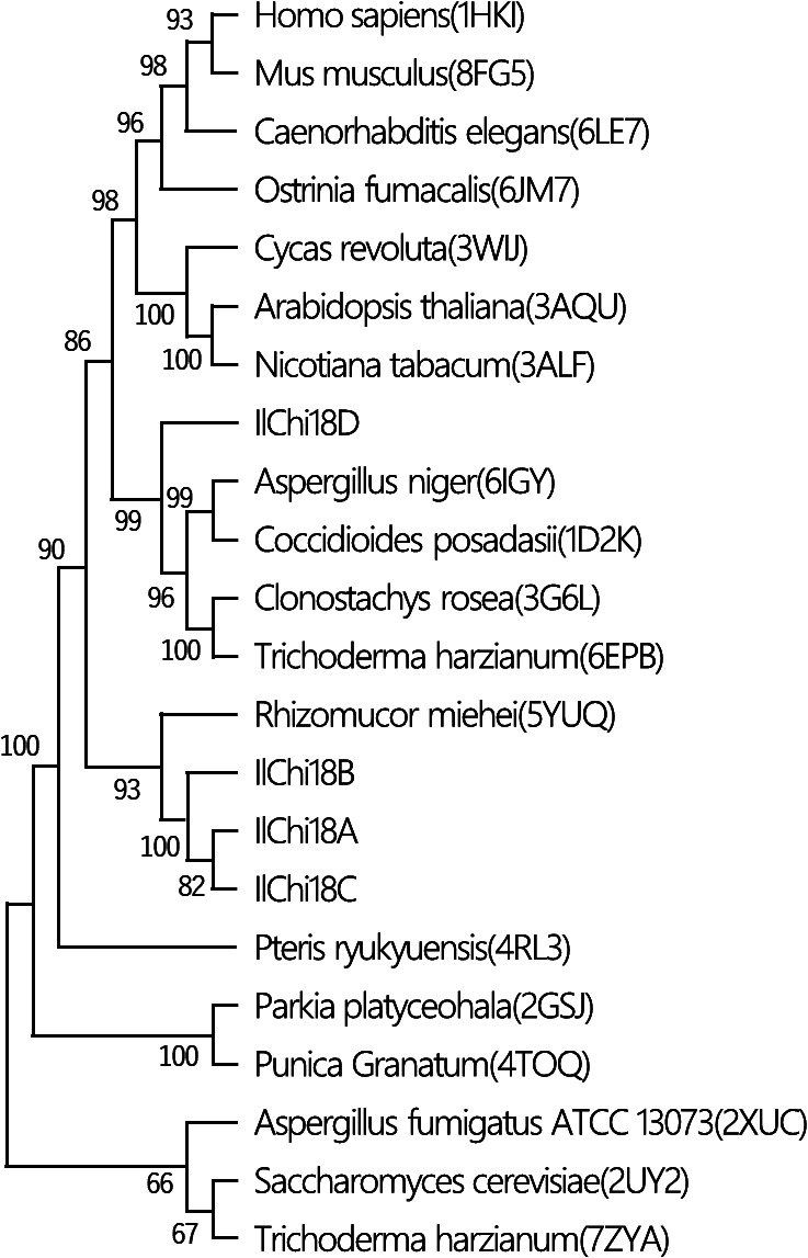 Characterization of Chitinase from White-Rot Fungus <i>Irpex lacteus</i> NK-1.